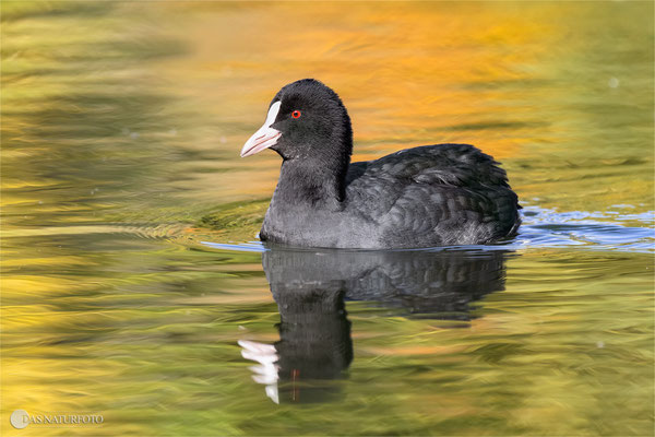 Blässhuhn (Fulica atra) -Bild 016 - Foto: Regine Schadach - Olympus OM-D E-M1 Mark II - M.ZUIKO DIGITA ED 300mm F4.0 IS PRO