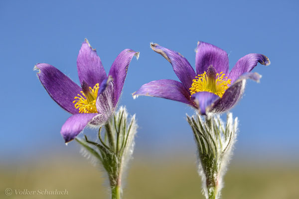 Gewöhnliche Kuhschelle (Pulsatilla vulgaris) Bild 027 Foto: Volker Schadach - Canon EOS 5D Mark III - Canon EF 100mm/1:2,8 USM Macro