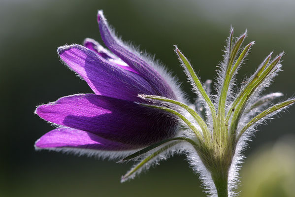 Gewöhnliche Kuhschelle (Pulsatilla vulgaris) Bild 015 Foto: Regine Schadach