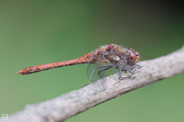 Große Heidelibelle (Sympetrum striolatum) - Männchen