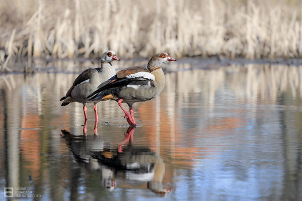 Nilgans (Alopochen aegyptiaca) - Bild 014