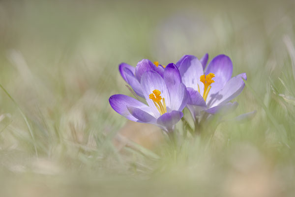 Krokusse