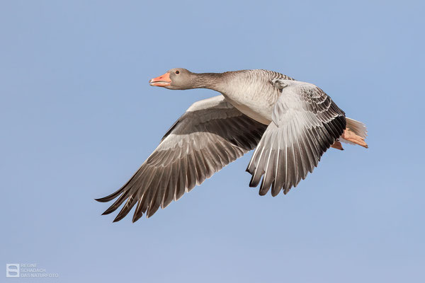 Graugans (Anser anser) Bild 038- Foto: Regine Schadach - Canon EOS R5 - Canon RF 100-500mm F4.5-7.1 L IS 