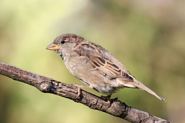 Haussperling (Passer domesticus) - jung - Bild 016 Foto: Regine Schadach