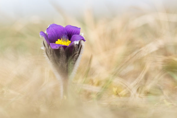 Gewöhnliche Kuhschelle (Pulsatilla vulgaris) Bild 010 Foto: Regine Schadach