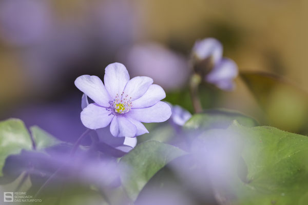 Leberblümchen