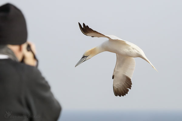 Basstölpel (Morus bassanus) - So nah kommt man ran! Helgoland Bild 023 Foto: Regine Schadach - Canon EOS 5D Mark III Canon EF 100 - 400 mm f/4,5 - 5,6 L IS USM