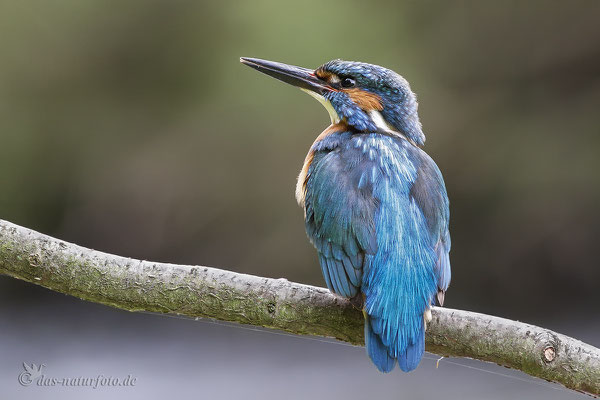 Eisvogel (Alcedo atthis) Bild 011 Foto: Regine Schadach - Canon EOS 7D Mark II Canon EF 400mm f/5.6 L USM