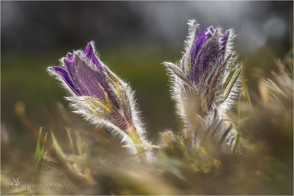 Gewöhnliche Kuhschelle (Pulsatilla vulgaris) Bild 024 Foto: Regine Schadach - Olympus OM-D E-M5 Mark II - M.ZUIKO DIGITAL ED 60mm 1:2.8 Macro 