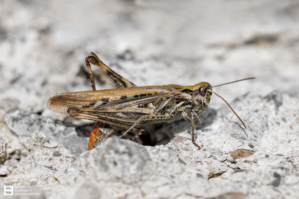 Brauner Grashüpfer (Chorthippus brunneus) Weibchen - Eiablage