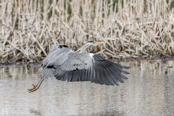 Graureiher (Ardea cinerea) einfliegend
