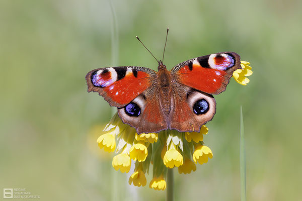 Tagpfauenauge (Aglais io)