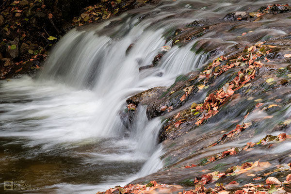 Herbst im Ilsetal.- Foto: Regine Schadach - Canon EOS R5 - Canon RF 24-105 mm F4,0L IS USM