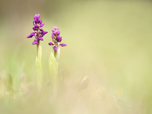 Stattliches Knabenkraut (Orchis mascula) - Bild 006 - Foto: Regine Schadach