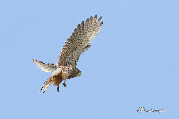 Turmfalke (Falco tinnunculus) Bild 003 Foto: Regine Schadach - Canon EOS 7D Mark II Canon EF 400mm f/5.6 L USM