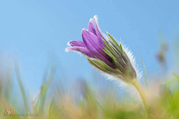 Kuhschelle (Pulsatilla vulgaris) Bild 028 Foto: Regine Schadach - Olympus OM-D E-M5 Mark II - M.ZUIKO DIGITAL ED 60mm 1:2.8 Macro 