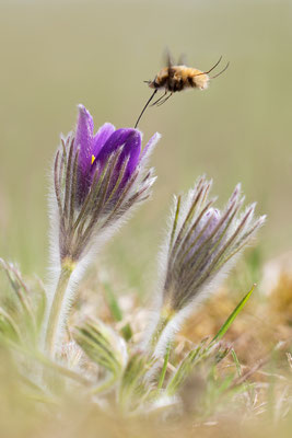 Gewöhnliche Kuhschelle (Pulsatilla vulgaris) Bild 012 Foto: Regine Schadach