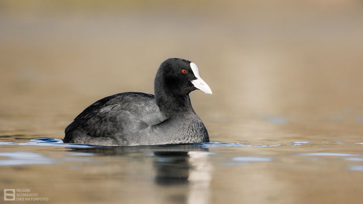 Blässhuhn (Fulica atra)