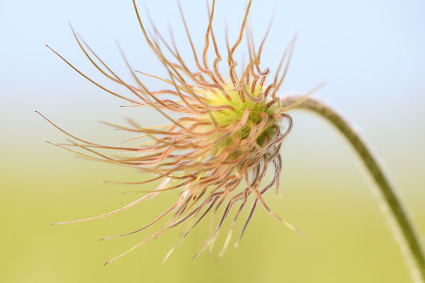 Gewöhnliche Kuhschelle (Pulsatilla vulgaris) Bild 020 Foto: Regine Schadach
