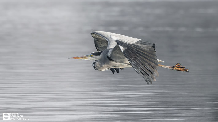 Graureiher (Ardea cinerea) Bild 004