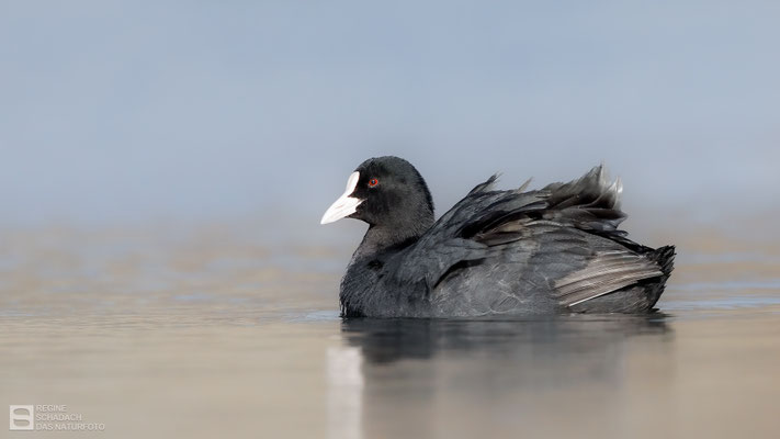 Blässhuhn (Fulica atra) 
