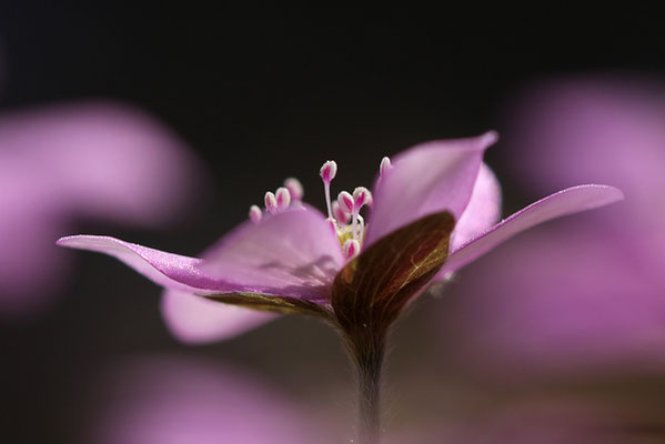 Leberblümchen (Hepatica nobilis) Bild 001 Foto: Regine Schadach