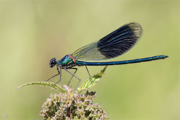 Gebänderte Prachtlibelle (Calopteryx splendens) Männchen Bild 004  Foto: Regine Schadach - Canon EOS 5D Mark III Sigma 150mm f/2.8 Macro