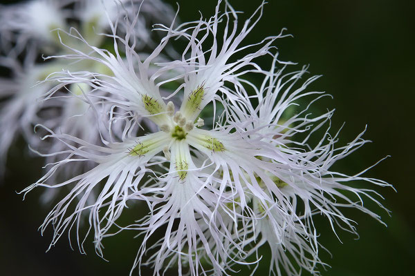 Pracht-Nelke (Dianthus superbus) Bild 001 Foto: Regine Schadach