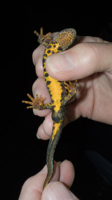 Die Unterseite eines Kammmolches - ein Männchen; erkennbar an der schwarzen Kloake