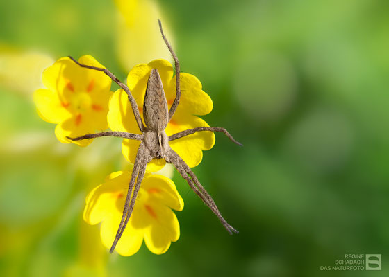 Listspinne (Pisaura mirabilis) Bild 001 -  Foto: Regine Schadach - Olympus OM-D E-M1 Mark I I - M.ZUIKO DIGITAL ED 60mm 1:2.8 Macro 