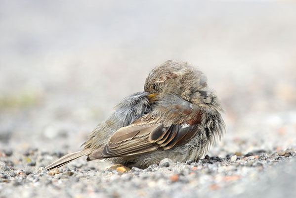 Haussperling (Passer domesticus) - Bild 012 - Foto: Regine Schadach