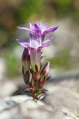 Deutscher Enzian (Gentianella germanica) Bild 005 Foto: Volker Schadach