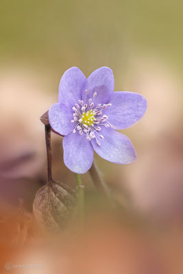 Leberblümchen (Hepatica nobilis)  Bild 019 Foto: Regine Schadach - Olympus OM-D E-M1 Mark II - M.ZUIKO DIGITA ED 300mm F4.0 IS PRO
