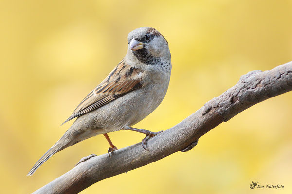 Haussperling (Passer domesticus) Männchen Bild 017 Foto: Regine Schadach