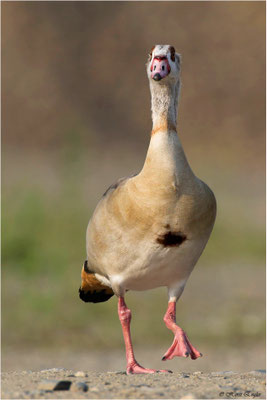Nilgans (Alopochen aegyptiacus) - Bild 111 - Foto: Engler Naturfotografie