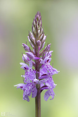 Fuchs Fingerwurz (Dactylorhiza fuchsii) - eine einheimische Orchidee