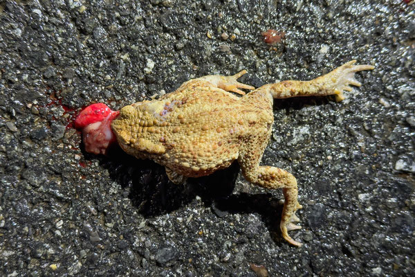 Am Strömungsdruck verendet - Erdkröte (Bufo bufo)