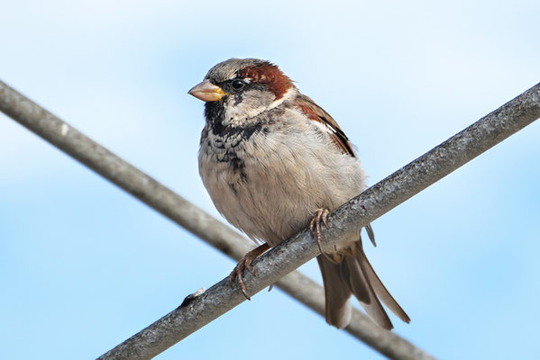 Haussperling (Passer domesticus)- Männchen Bild 011 Foto: Regine Schadach