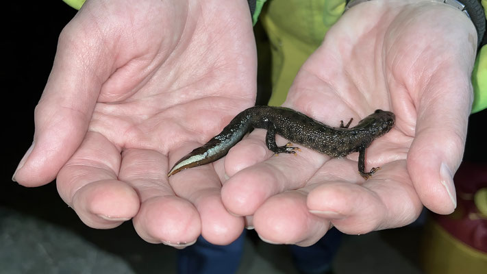 Ein Kammmolch Männchen - erkennbar am Milchstreifen am Schwanz