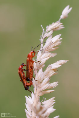 Ockerbrauner Weichkäfer (Rhagonycha fulva) 