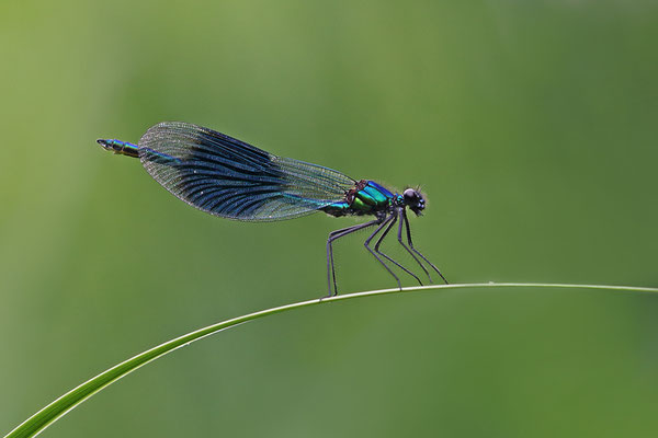 Gebänderte Prachtlibelle (Calopteryx splendens) Männchen Bild 003 Foto: Regine Schadach