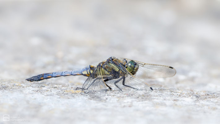 Großer Blaupfeil (Orthetrum cancellatum) - Männchen