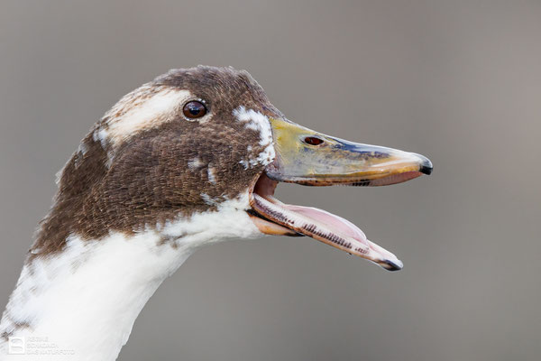 Laufente oder Indische Laufente, auch Flaschenente (Anas platyrhynchos f. domesticus L.) - Das muss mal gesagt werden! 