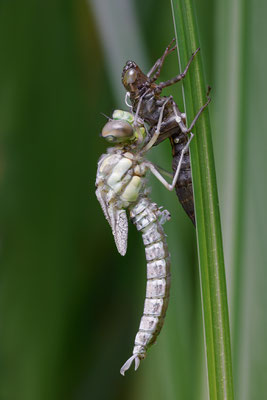 Schlupf - Blaugrüne Mosaikjungfer (Aeshna cyanea) - Männchen - Bild 012