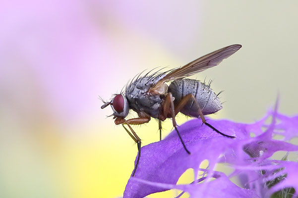 Fliege (unbestimmt) (Brachycera indet.) Bild 001 Foto: Regine Schadach