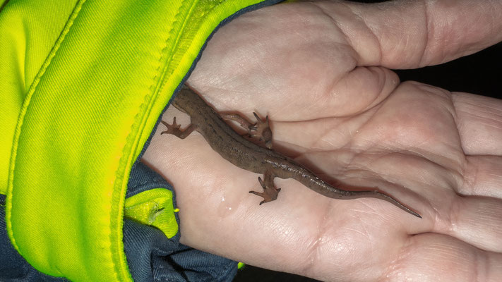 Ein Teichmolch Männchen