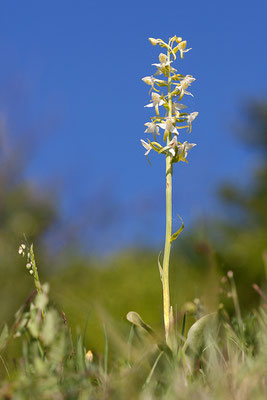 Grünliche Waldhyazinthe (Platanthera chlorantha) Bild 001 Foto: Regine Schadach