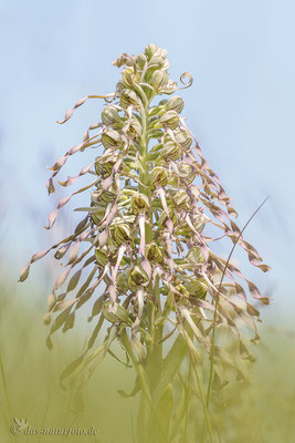 Bocks-Riemenzunge (Himantoglossum hircinum) Bild 001 Foto: Regine Schadach - Olympus OM-D E-M5 Mark II - M.ZUIKO DIGITAL ED 40‑150mm 1:2.8 PRO 