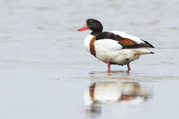 Brandgans (Tadorna tadorna) Weibchen Bild 001 Foto: Regine Schadach