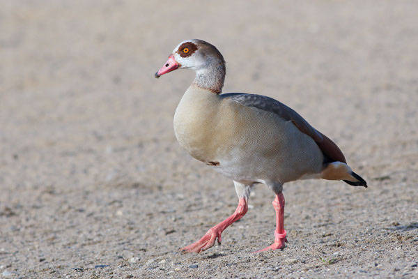Nilgans (Alopochen aegyptiacus) - Bild 003 - Foto: Regine Schadach